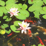 water-feature